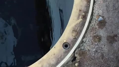 Coral snake in a skimmer