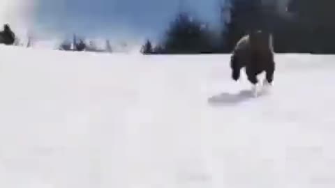 Skier vs. Bear: A Wild Chase on the Slopes 🎿🐻💨