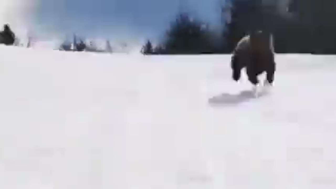 Skier vs. Bear: A Wild Chase on the Slopes 🎿🐻💨