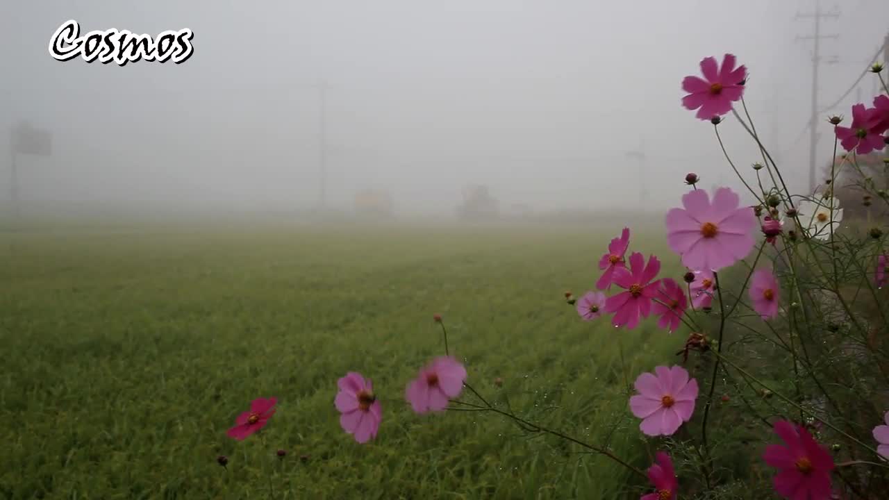 Cosmos Flowers Autumn Beauty