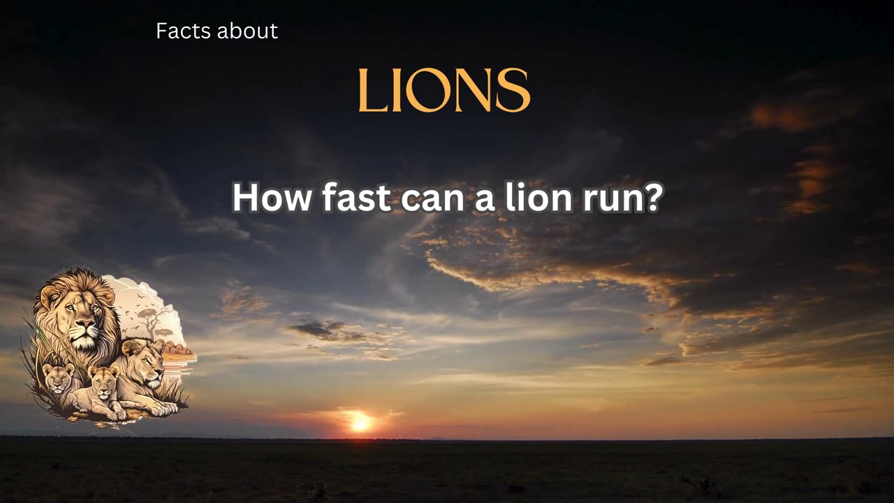 Lion fact 8 - How fast can a lion run?