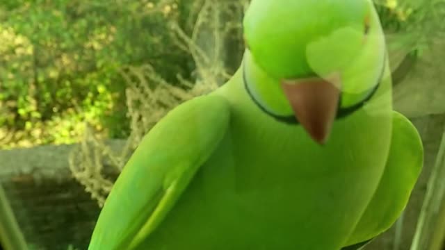 A Green Parrot Perched On A Glass Window Ledge