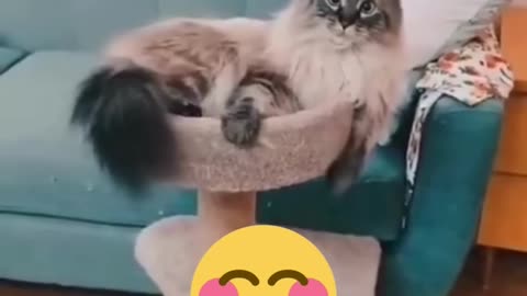 Funniest Cats And Dogs Video 😉😍😍