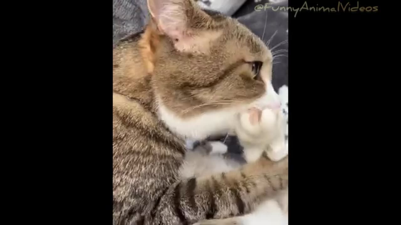 Funny Animal videos