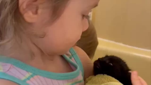 Lost kitten