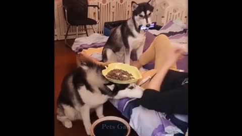 Dog acting as a table?! Halarious Funny Pets!