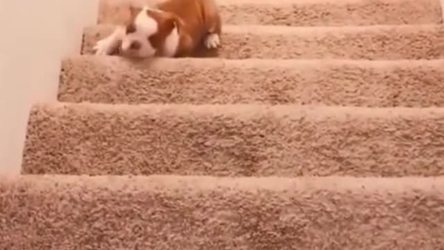 Cute little pub trying to climb up the stairs and he falls!! Try no to laugh!!