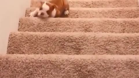 Cute little pub trying to climb up the stairs and he falls!! Try no to laugh!!