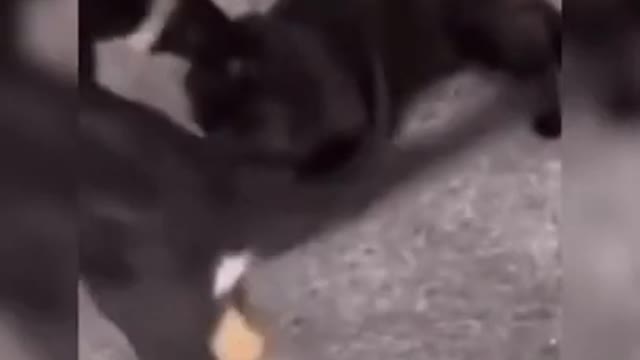 Try not to laugh funny animals 😹 #shorts