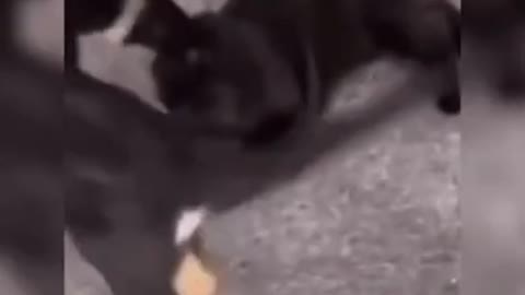 Try not to laugh funny animals 😹 #shorts