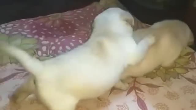 Cute pappis funny video