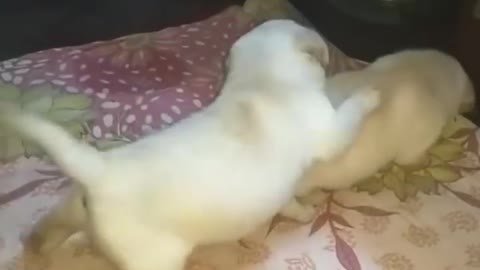 Cute pappis funny video