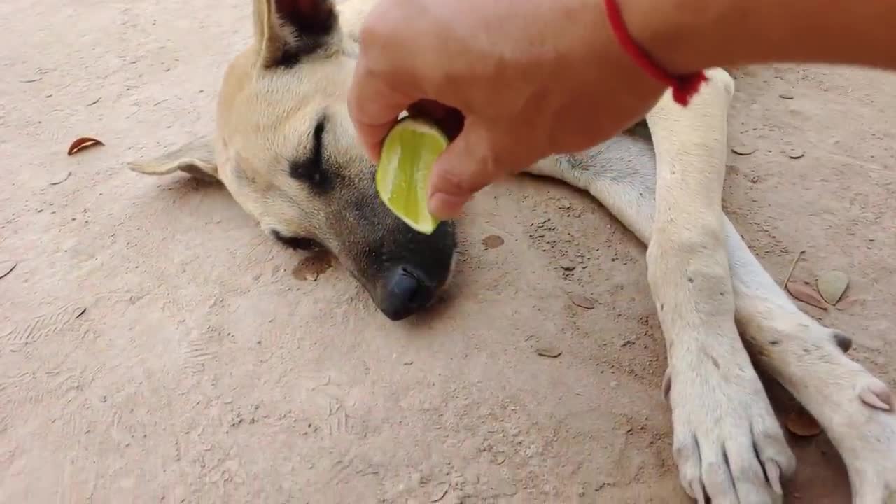 Wow Amazing!!! FUNNY Lemon Prank Try To Stop Laugh Challenge 2021