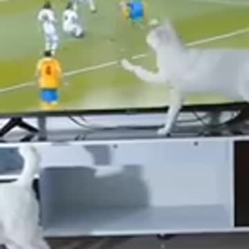 New animals 😻😻