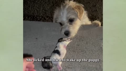 Dogs begging for help with baby in her mouth