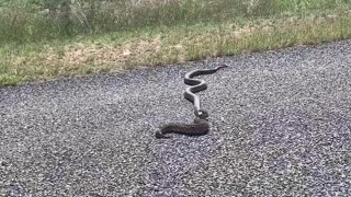 Cobra and Puff Adder caught on SA Road