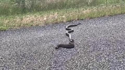 Cobra and Puff Adder caught on SA Road