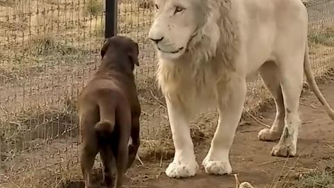 Wild Animal Can be Good Friends 😮🤔