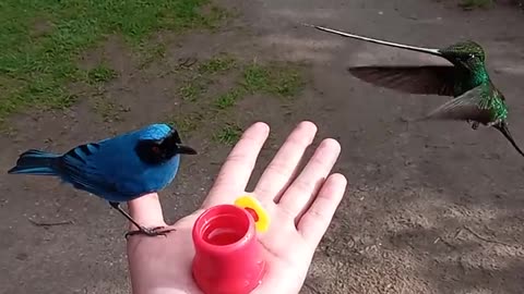 Multiple Birds Being Hand Fed at Zuroloma Birding || ViralHog