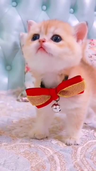 Cute cats and kittens video 😍 cute cats funny video 😍