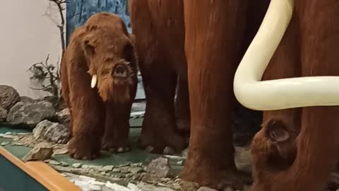 Mammoths