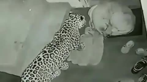 Leopard attack on pet dog|حمله پلنگ بالای سگ خانگی