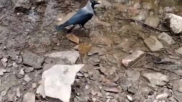 The Crow Bird 🕊️ Video By Kingdom of Awais