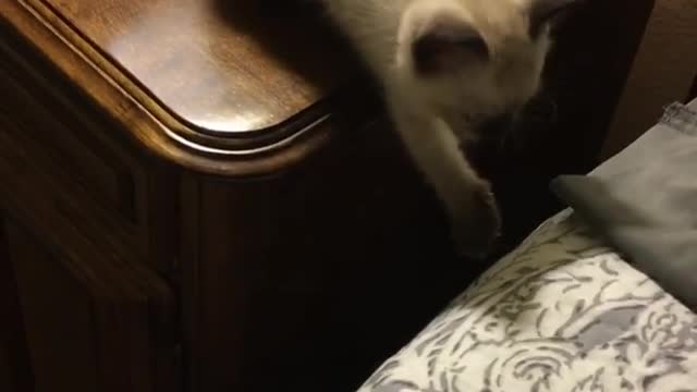 White kitten stuck bed dresser