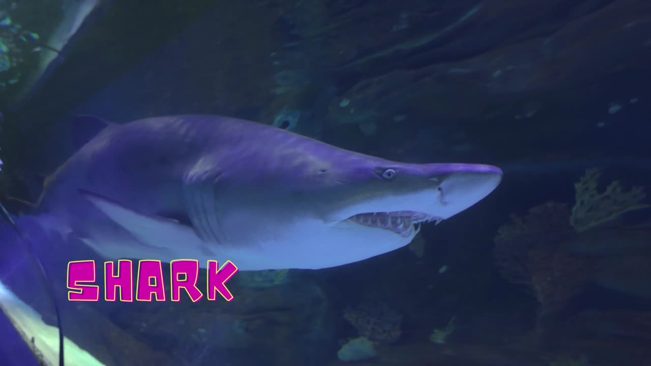 Shark Encounter: Close-Up Footage of a Great White in Action!