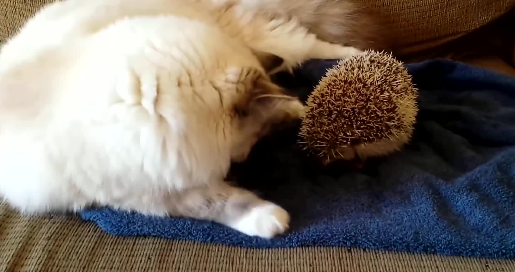 The cat meets the hedgehog for the first time