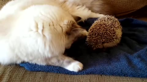 The cat meets the hedgehog for the first time