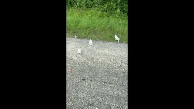 UNUSUAL MEMES COMPILATION V190