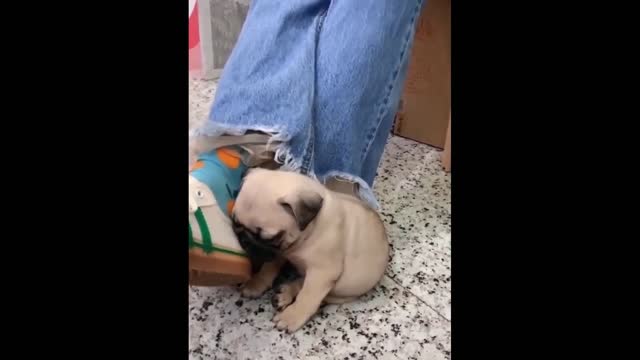 Adorable Funny Animal Videos will make you laugh