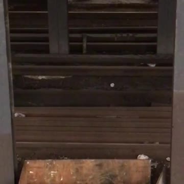 Rat mouse with food in mouse jumping between wood beams