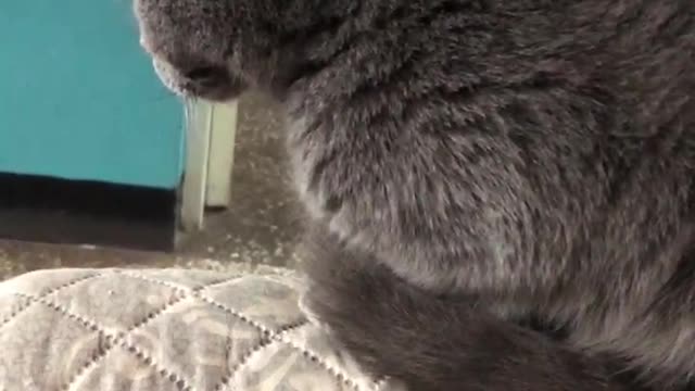 fat cat