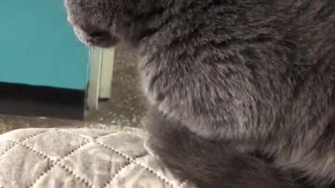fat cat