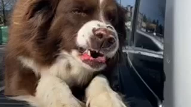 Good Doggy In Back Of Pickup Truck Literally Smiles For Strangers