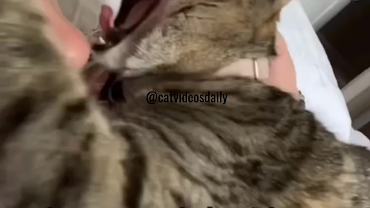 Funny Cat Moments