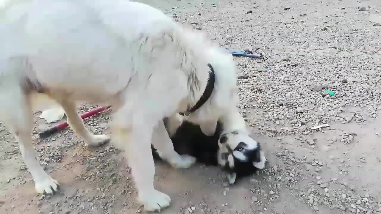 Huskies are the cutest of all Puppies 🐕🐕❤