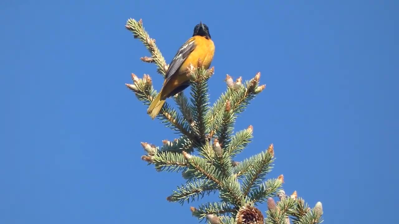 Northern Oriole (Baltimore Oriole) Perched in Tree Video