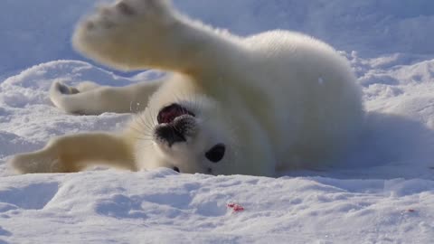 This seal pup is so cute