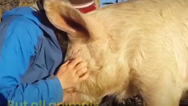 Amazing Animal Escapes