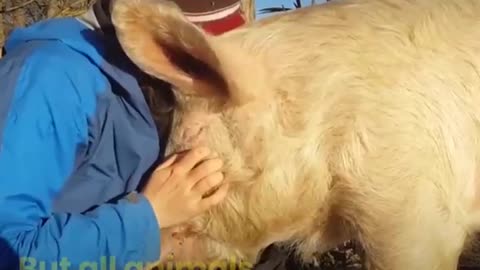 Amazing Animal Escapes