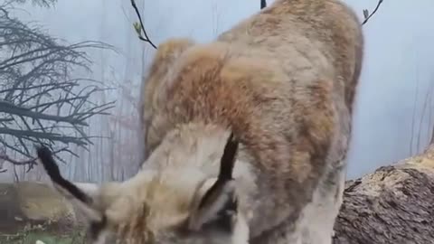 Wild cat lynx