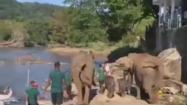 Angry Twin Elephants Terrorize Small Watering Hole