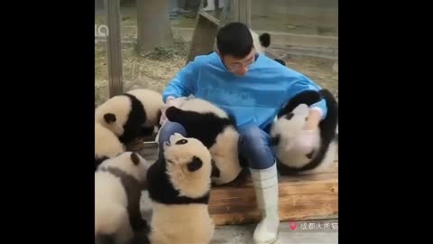 cutest animals of the moment video