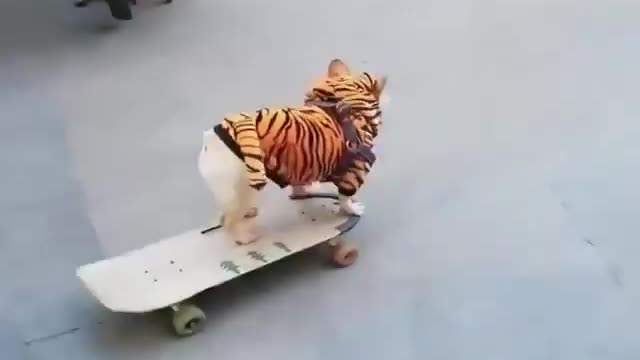 Skater DOG