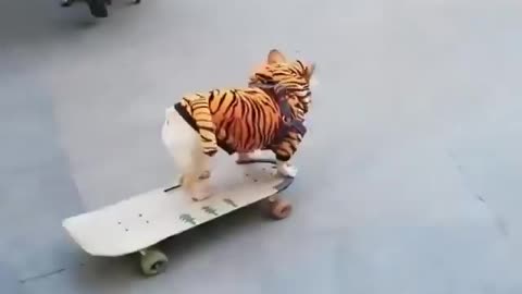 Skater DOG