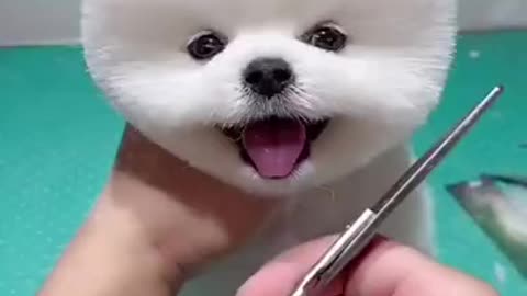 Cute Dog