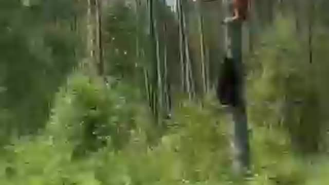 Bear attack on a man